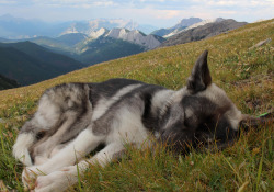 awwww-cute:  Sleepy mountain pupper (Source: