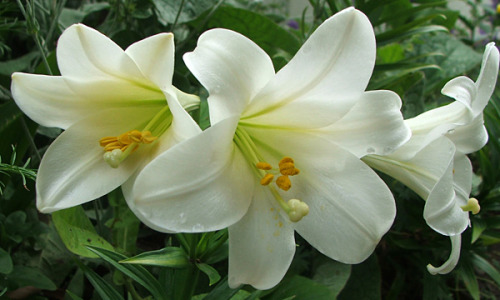 Porn Easter lilies photos