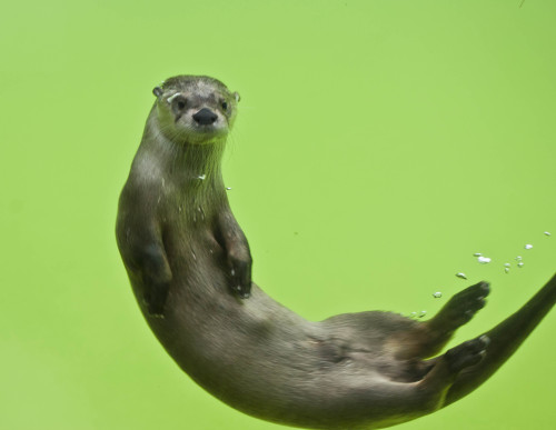 deadcatwithaflamethrower: demad69:  physicsofgridlock:  zooophagous:  North American River Otters  Ok tho real talk. I have been hoarding this post in my drafts since  December 12, 2015 and I finally did what I hoped I could and it turned out fabulous: