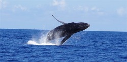 dydypompon:  Baleine à bosse