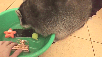 sizvideos:Raccoon will wash everything you love!Video