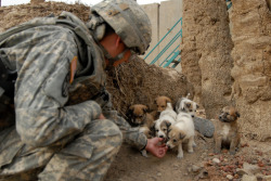 menandtheirdogs:      The U.S. Army  U.S. Army Spc. David Cartwright playing with local Iraqi puppies at the Iraqi Police District Headquarters in Mahawil                                                                