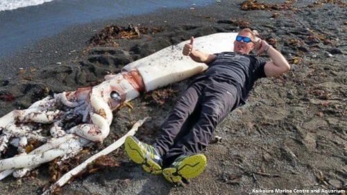 Giant squid with 16-foot-long tentacles washes...