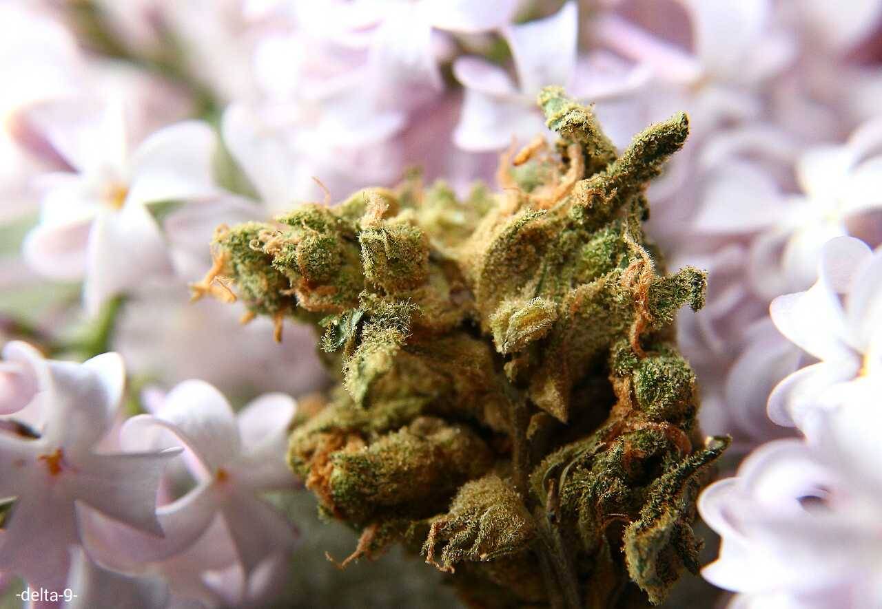 -delta-9-:  The flowers smell just about as sweet as the bud. 