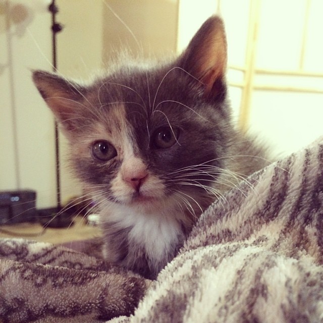 ixnay-on-the-oddk:  Eevee