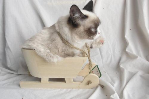 tardthegrumpycat:  The Daily Grump | December 25, 2012