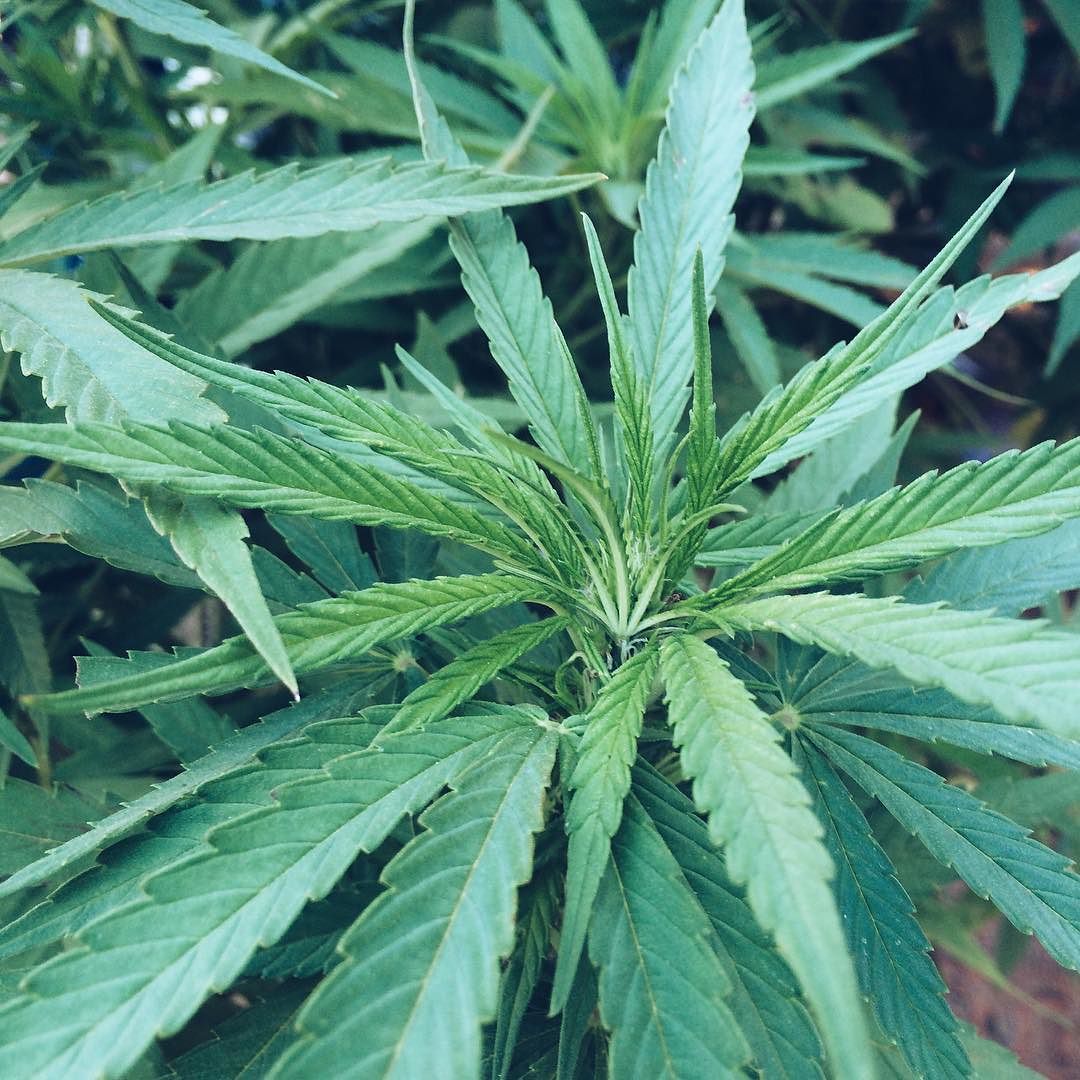 weedporndaily:  Finishing up an article for later today. Excited for tonight. Hopefully
