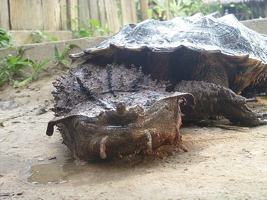petrichoriousparalian:  unexplained-events:  The Mata Mata Turtle Found mostly in