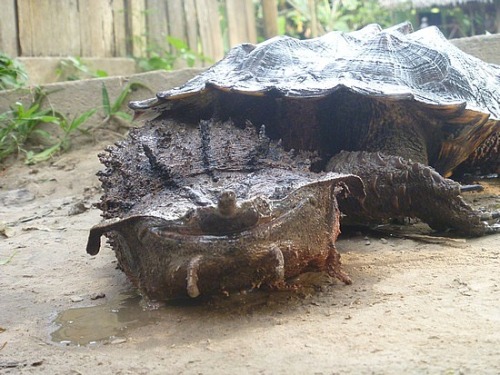 petrichoriousparalian:  unexplained-events:  The Mata Mata Turtle Found mostly in South America. Its shell resembles bark, and its head resembles fallen leaves, making it an expert at camouflage. It is also an expert at looking like my nightmares.  Ahh!