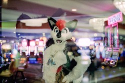 fursuitpursuits:  RT @DarrohHuskers: #FursuitFriday from BLFC, with a bit of @WhatTheHush blep in there :3 [