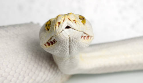 Porn heathergraves:  whatgoesthroughmyhead:  snake-lovers: photos