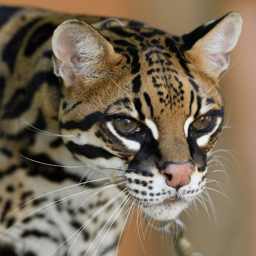 sdzoo:Meet handsome Diego the ocelot. The ocelot ranges from south Texas all the way to northern Arg