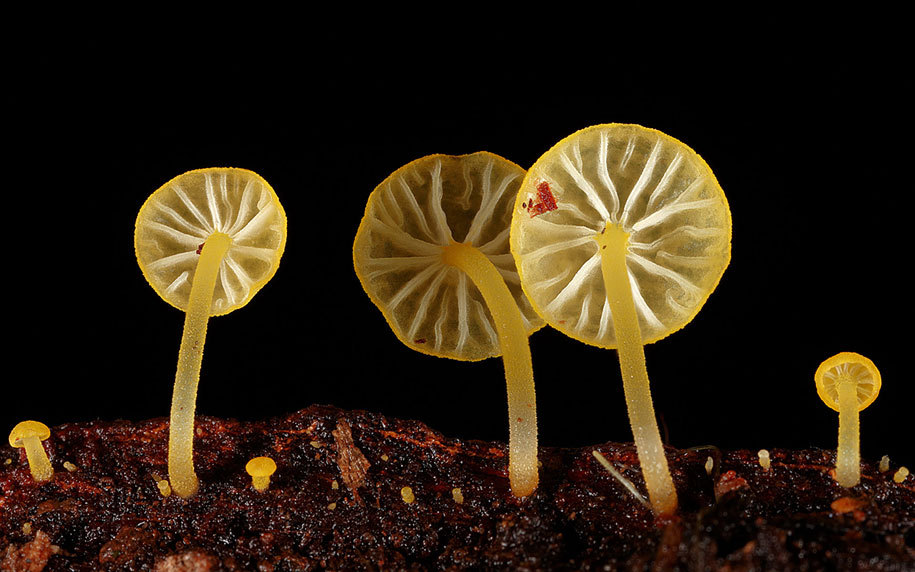 coolthingoftheday:  You guys seem to love my posts about mushrooms and fungus, so