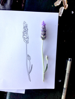 miel-doux:  lemaddyart:  lavender study, from a nice day in the park  cute 