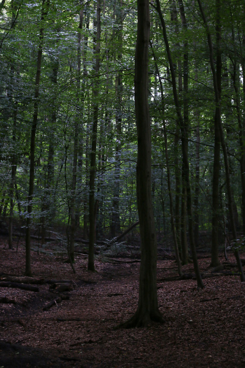 A day at the local forest by 90377Instagram | Etsy Shop