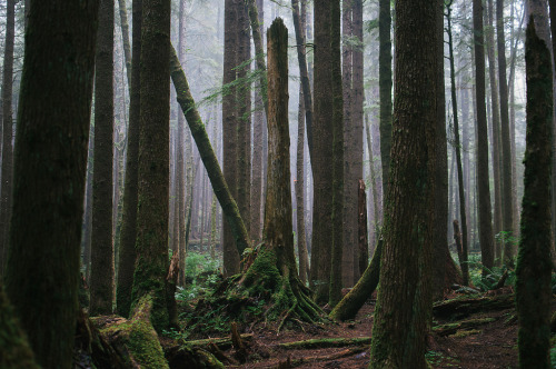 darkface: A Dead Tree, Ecola State Park (by W A Y W A R D W A N D E R E R)