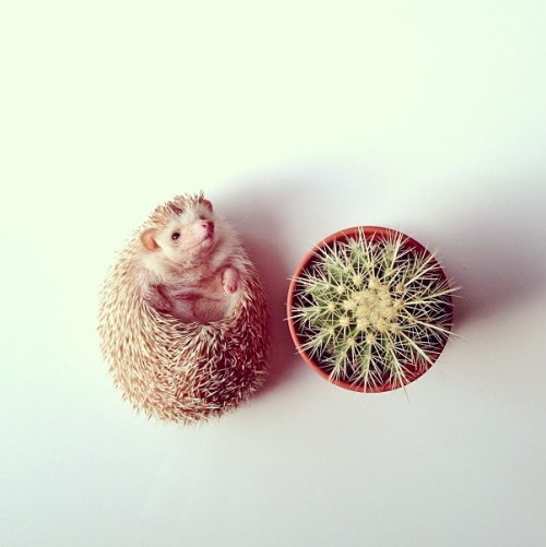 nonsolokawaii:Darcy The Flying Hedgehog (via)