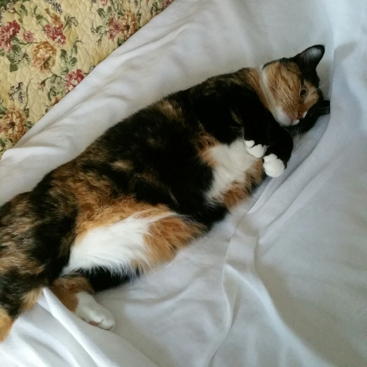 autisticsouda:  ok but consider: my cats 
