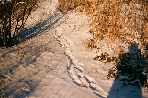 Sunny Winter Days Captured On Film