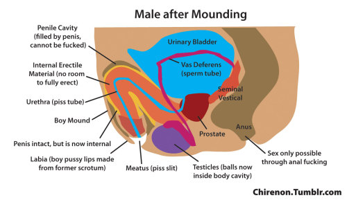 slave624339064: chirenon:  I frequently am asked about the difference between “mounding” and “pussification” (since I create stories about both procedures, along with a number of other erotic fantasy procedures). Although both procedures are