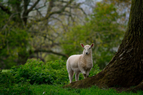 shawky-photographs:I’m watching you!