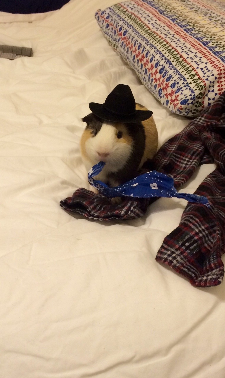 daysofourpigs:  ladypaladin:Cowboy pig didn’t want to wear the bandana.  Hmmm that