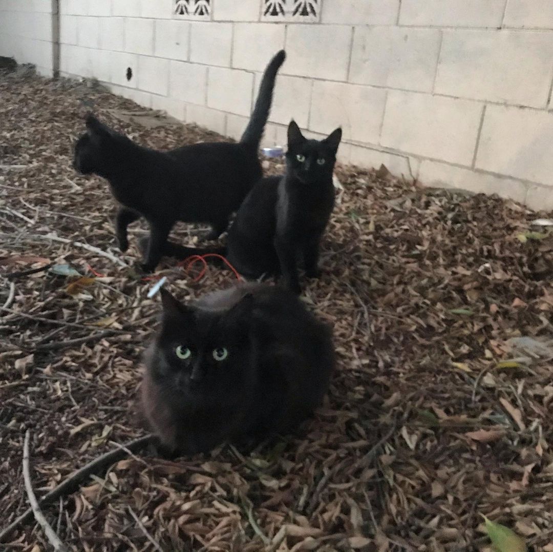 One of my colonies has a family of black cat. Here are three of the five. #cats #catsofinstagram #cats_of_instagram #meow #blackcats
https://www.instagram.com/p/CNGe_H_j3ru/?igshid=1n8yo3dd55epl