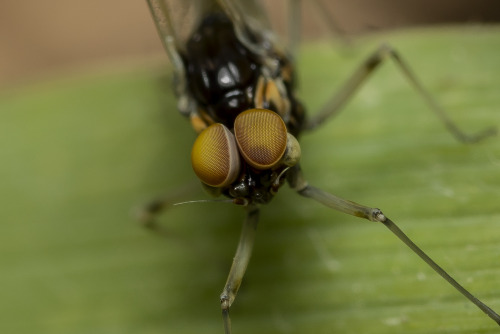 onenicebugperday:Recently emerged lake olive mayfly, Cloeon simile, Baetidae Found in EuropePhotos b