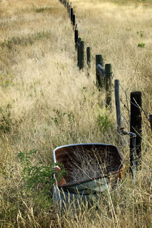 old watering troughBetsy Dougherty