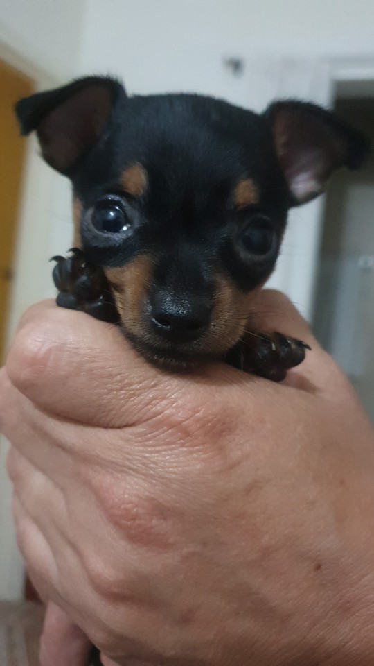 Me, 2 Years Ago In Colombia: I Don't Understand Why People Spend So Much Money To Bring A Dog To Another