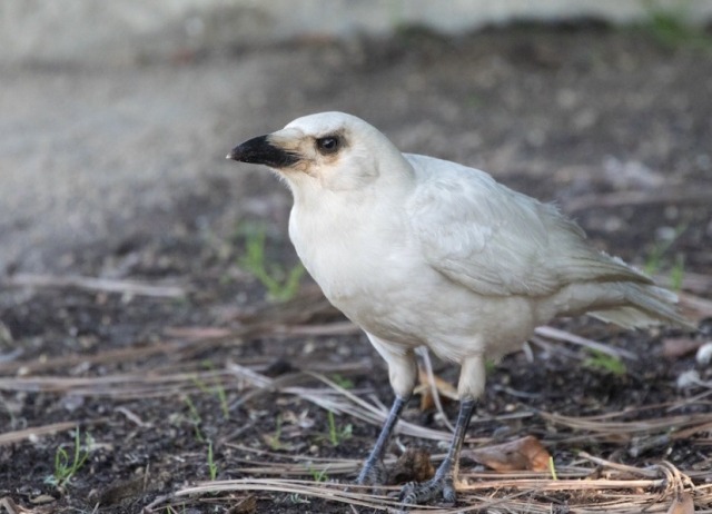 Porn elodieunderglass: chaointe:   todaysbird: photos