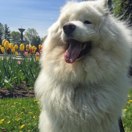 Bubba and the tulips