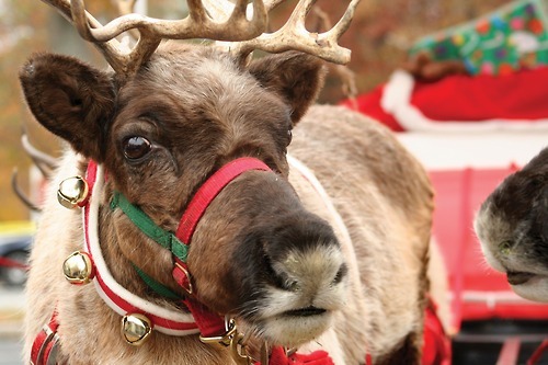 santa-kisses:  ❊ ❊ christmas blog ❊ ❊