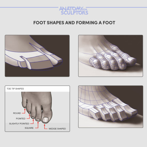 drawingden:Foot Reference by Anatomy For Sculptors