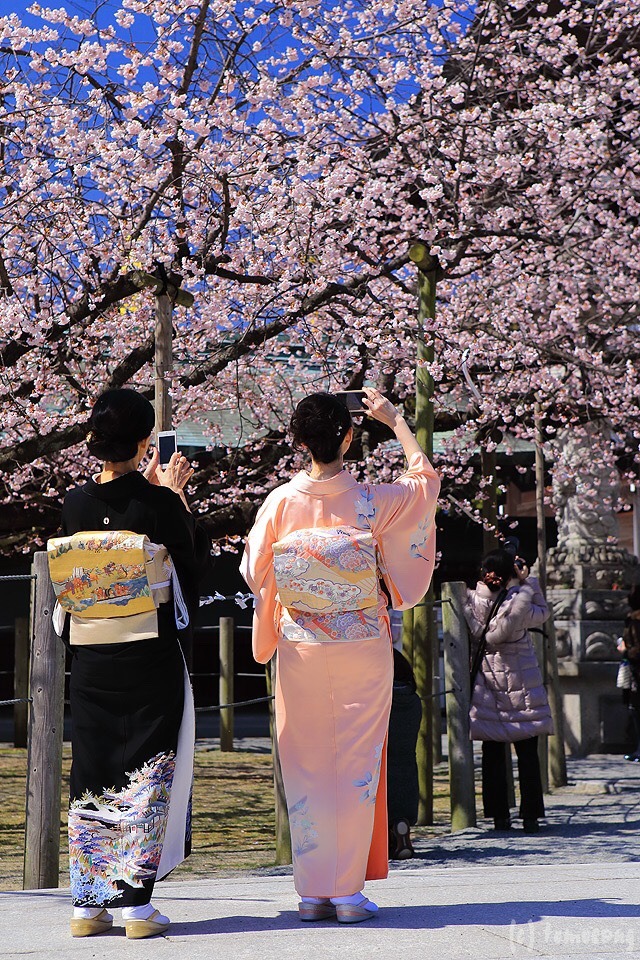 zekkei-beautiful-scenery:  Cherry blossoms in Japan  Sakura is a part of Japanese