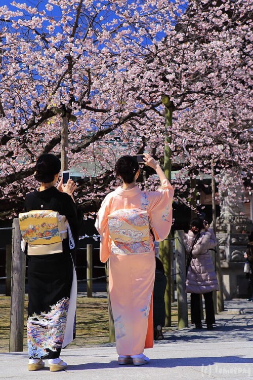 zekkei-beautiful-scenery:Cherry blossoms in Japan  Sakura is a part of Japanese culture. 桜咲く日本 世界の絶景