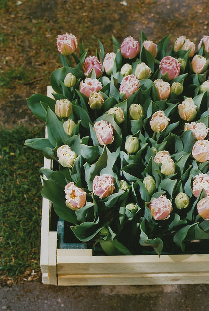 floralls:  (by Petrana Sekula) 