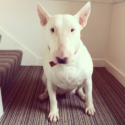 Starr enjoying the new carpet on the stairs. #bullterrier #ebt #dog #starr #decorating #stinkypup #e