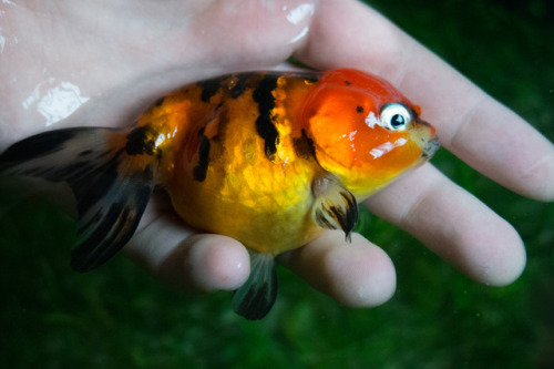 Some of my female Ranchu :)