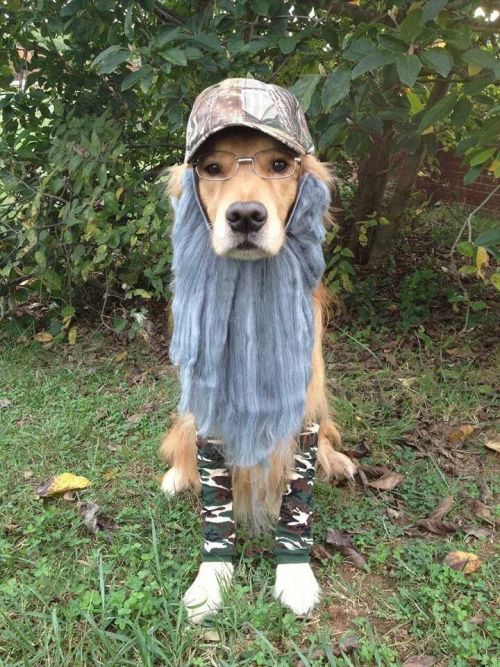 tastefullyoffensive:  Best Pet Costumes of Halloween 2013 (Part 3)Previously: Part 2, Part 1, Best Adult Costumes, Best Kid Costumes   That pulp fiction one! Its awesome