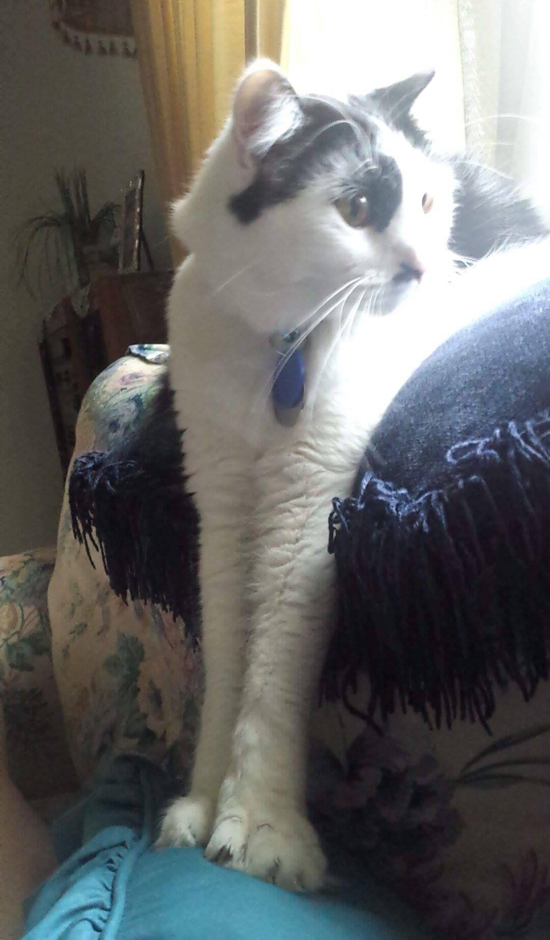 havesomemoore:  ihuatzin:  Hello everyone, today I had to take my cat Jojo to the