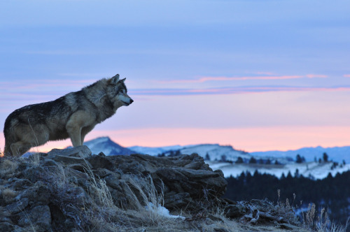 w-o-l-f&ndash;g-i-r-l:Wolf at Sunrise 