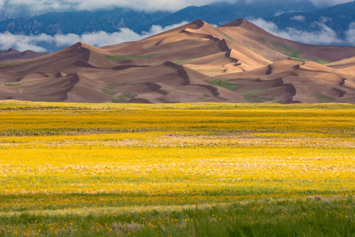 americasgreatoutdoors:Whoa! MEGA BLOOM ACTIVATED!August created an incredible bloom of prairie sunfl