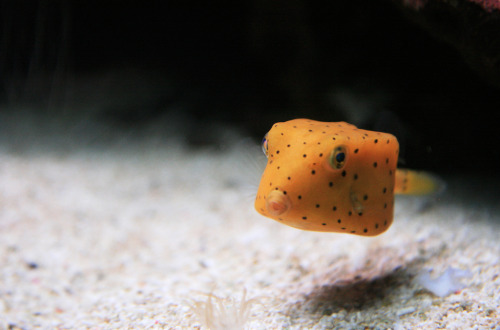 astronomy-to-zoology:Yellow Boxfish (Ostracion cubicus)…a species of boxfish that is found in reefs 