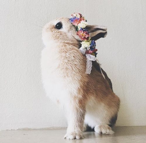 featherisafox:Bunnies in flower crowns in case you need something to take your mind off of things
