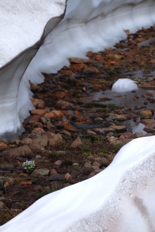 Tundra snowmelt.
