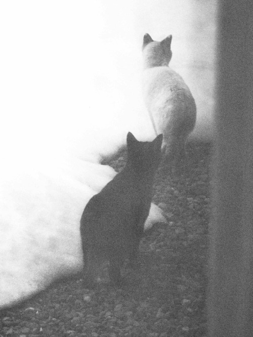 jiji-de-jiji: 夢 /  The Thaw  ©Juri(jiji)