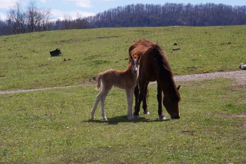 Earlier I posted about Millie, the first foal born on the mountain this year. If you would like to d
