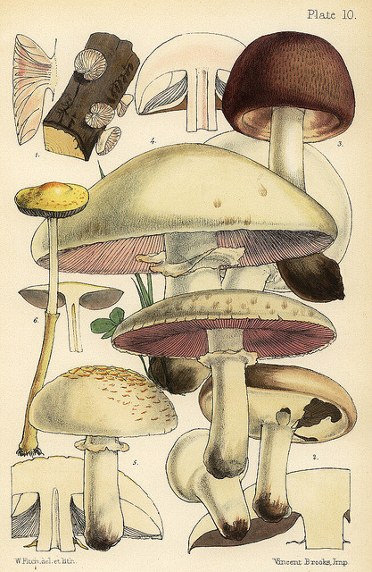 wapiti3:Agaricus arvensis, A. campestris, and Leucocoprinus cretaceus on Flickr. The Families of Mus