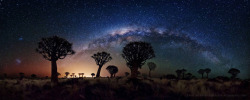 just&ndash;space:  Milky Way Over Quiver Tree Forest  taken by Florian Breuer js